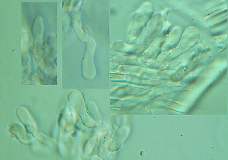 Che dite di P.medulla-panis?-foto8475(Ischnoderma resinosum)